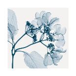 Hydrangeas - Positive (Left)-Steven N^ Meyers-Giclee Print