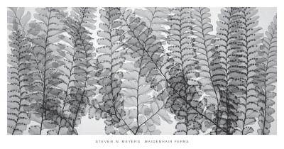 Maidenhair Ferns
