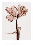 Lilies A (Positive)-Steven N^ Meyers-Framed Giclee Print