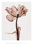 Parrot Tulips I-Steven N^ Meyers-Giclee Print