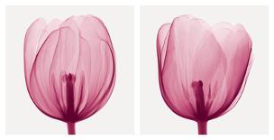 Parrot Tulip I-Steven N^ Meyers-Art Print