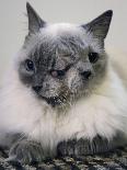 APTOPIX Two Faced Cat-Steven Senne-Premium Photographic Print