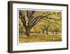 Stewart Park Walnut Trees I-Donald Paulson-Framed Giclee Print