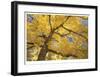 Stewart Park Walnut Trees II-Donald Paulson-Framed Giclee Print