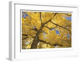 Stewart Park Walnut Trees II-Donald Paulson-Framed Giclee Print