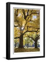 Stewart Park Walnut Trees III-Donald Paulson-Framed Giclee Print