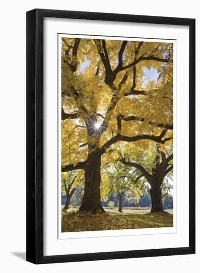 Stewart Park Walnut Trees III-Donald Paulson-Framed Giclee Print