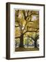 Stewart Park Walnut Trees III-Donald Paulson-Framed Giclee Print