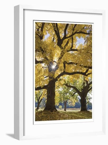 Stewart Park Walnut Trees III-Donald Paulson-Framed Giclee Print