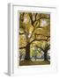 Stewart Park Walnut Trees III-Donald Paulson-Framed Giclee Print