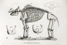 1886 Flammarion's Iguanodon Dinosaur-Stewart Stewart-Photographic Print