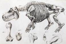 1812 Hippopotamus Skeleton by Cuvier-Stewart Stewart-Photographic Print