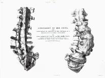 1812 Hippopotamus Skeleton by Cuvier-Stewart Stewart-Photographic Print