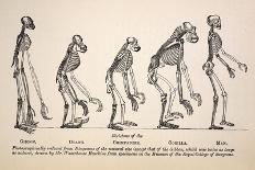 1863 Huxley From Ape To Man Evolution-Stewart Stewart-Photographic Print