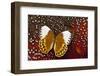 Stichophthalma, Queen Butterfly on Tragopan Body Feather Design-Darrell Gulin-Framed Photographic Print
