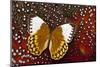 Stichophthalma, Queen Butterfly on Tragopan Body Feather Design-Darrell Gulin-Mounted Photographic Print