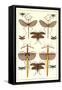 Stick Bugs and Moths-null-Framed Stretched Canvas