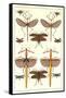 Stick Bugs and Moths-null-Framed Stretched Canvas