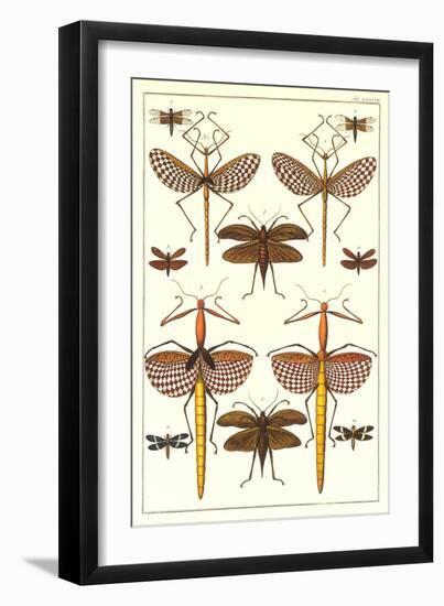 Stick Bugs and Moths-null-Framed Art Print