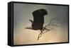 Stick Delivery-Jai Johnson-Framed Stretched Canvas