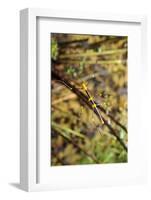 Stick Insect, Black-Yellow, Female, from Below-Harald Kroiss-Framed Photographic Print