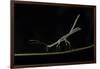 Stick Insect (Phasmatodea) (Walking Stick Insect), Boca Tapada, Alajuela Province, Costa Rica-Matthew Williams-Ellis-Framed Photographic Print