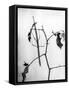 Canvas Black