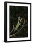 Stick Mantis (Mantodea), captive, Zambia, Africa-Janette Hill-Framed Premium Photographic Print