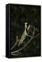 Stick Mantis (Mantodea), captive, Zambia, Africa-Janette Hill-Framed Stretched Canvas