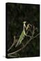 Stick Mantis (Mantodea), captive, Zambia, Africa-Janette Hill-Stretched Canvas