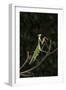 Stick Mantis (Mantodea), captive, Zambia, Africa-Janette Hill-Framed Photographic Print