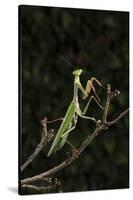 Stick Mantis (Mantodea), captive, Zambia, Africa-Janette Hill-Stretched Canvas