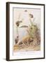 Sticklebacks and Water Snails, Illustration from 'Country Ways and Country Days'-Louis Fairfax Muckley-Framed Giclee Print