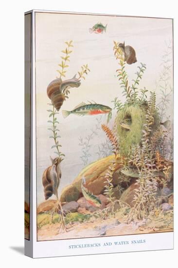 Sticklebacks and Water Snails, Illustration from 'Country Ways and Country Days'-Louis Fairfax Muckley-Stretched Canvas