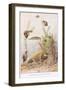 Sticklebacks and Water Snails, Illustration from 'Country Ways and Country Days'-Louis Fairfax Muckley-Framed Giclee Print