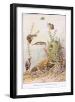 Sticklebacks and Water Snails, Illustration from 'Country Ways and Country Days'-Louis Fairfax Muckley-Framed Giclee Print