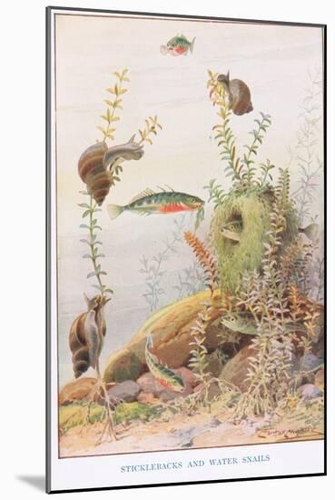 Sticklebacks and Water Snails, Illustration from 'Country Ways and Country Days'-Louis Fairfax Muckley-Mounted Giclee Print