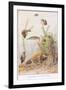 Sticklebacks and Water Snails, Illustration from 'Country Ways and Country Days'-Louis Fairfax Muckley-Framed Giclee Print