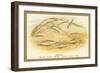 Sticklebacks-A.f. Lydon-Framed Art Print