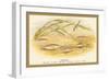 Sticklebacks-A.f. Lydon-Framed Art Print