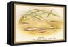 Sticklebacks-A.f. Lydon-Framed Stretched Canvas