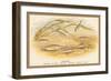 Sticklebacks-A.f. Lydon-Framed Art Print