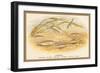 Sticklebacks-A.f. Lydon-Framed Art Print