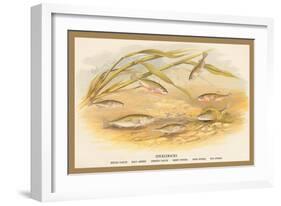 Sticklebacks-A.f. Lydon-Framed Art Print