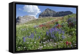 Sticky Aster and Indian Paintbrush, Mt. Timpanogas Wilderness Area-Howie Garber-Framed Stretched Canvas