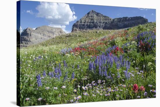 Sticky Aster and Indian Paintbrush, Mt. Timpanogas Wilderness Area-Howie Garber-Stretched Canvas