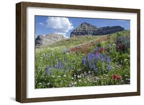 Sticky Aster and Indian Paintbrush, Mt. Timpanogas Wilderness Area-Howie Garber-Framed Photographic Print