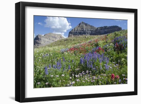 Sticky Aster and Indian Paintbrush, Mt. Timpanogas Wilderness Area-Howie Garber-Framed Photographic Print