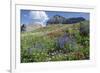 Sticky Aster and Indian Paintbrush, Mt. Timpanogas Wilderness Area-Howie Garber-Framed Photographic Print