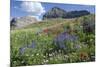 Sticky Aster and Indian Paintbrush, Mt. Timpanogas Wilderness Area-Howie Garber-Mounted Photographic Print